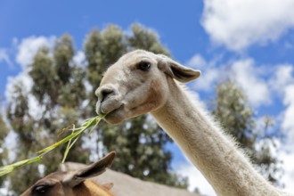 Alpaca and Llama Farm, near Cusco, Peru