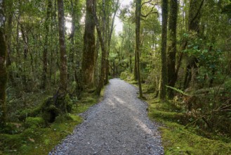 A narrow, light-coloured path runs through a sparse, moss-covered forest, summer, Lake Matheson,