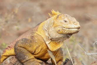 Drusenkopf (Conolophus subcristatus), Santa Cruz, Galapagos, Ecuador