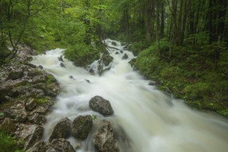 Roaring Weißbach after heavy rain near Inzell in the Alps