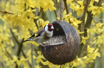 Goldfinch, goldfinch, (Carduelis carduelis) eats sunflower seeds from a coconut
