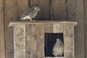 Kestrel (Falco tinnunculus) young bird already able to fly looking at its sibling, village in