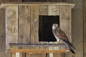 Kestrel (Falco tinnunculus) male with captured mouse for the young, village in Münsterland, North