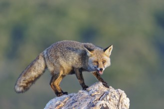 Red fox (Vulpes vulpes) in early morning light on a rock, Sierra de San Pedro, Extremadura, Spain