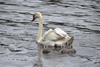 Mute swan (Cygnus olor) with offspring on the Kiel Canal, Kiel Canal, Schleswig-Holstein, Germany
