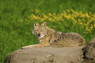 Coyote lying relaxed on a rock surrounded by green meadow and yellow flowers, coyote (Canis