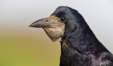 Saatkrähe, Rook, Corvus frugilegus, Corbeau freux, Graja