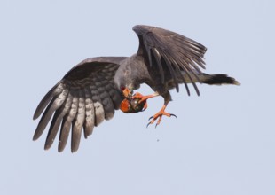 Snail Kite (Rostrhamus sociabilis) male flying, Florida, USA