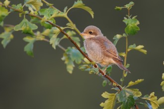 Red-backed Shrike (Lanius collurio) juvenile perched on a branch, North Rhine-Westphalia, Germany