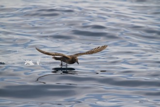 Providence Petrel (Pterodroma solandri) flying, New South Wales, Australia
