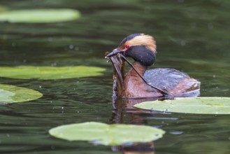 Ohrentaucher (Podiceps auritus) Slavonian Grebe