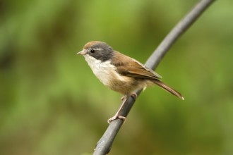 Pipipi (Mohoua novaeseelandiae), Rakiura National Park, New Zealand