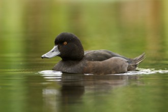 New Zealand Scaup (Aythya novaeseelandiae) male, Northwood, Christchurch, Canterbury, North Island,