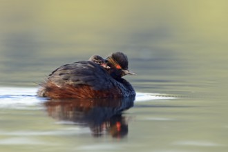Black-necked Grebe (Podiceps nigricollis) with chick, North Rhine-Westphalia, Germany
