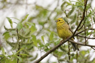 Yellowhammer (Emberiza citrinella) perched on a branch, North Rhine-Westphalia, Germany