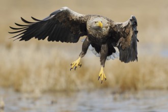 White-tailed Eagle (Haliaeetus albicilla) flying, Mecklenburg-Western Pomerania, Germany