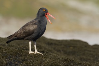 Blackish Oystercatcher (Haematopus ater) along the rocky coastline in the Falkland Islands