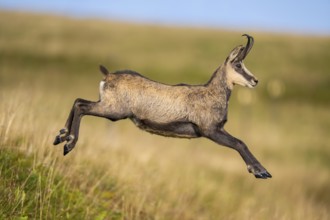 Chamois (Rupicapra rupicapra) on a meadow in the Vosges Mountains, wildlife, France