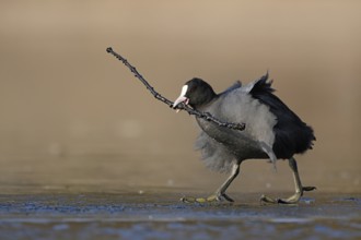Get a stick... Coot (Fulica atra) walks across the ice with overlong nesting material, stick in