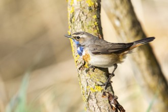 Bluethroat (Luscinia svecica cyanecula) ml Germany