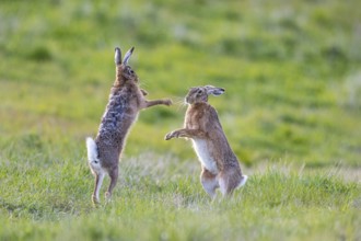 European hare (Lepus europaeus) Mating season Germany