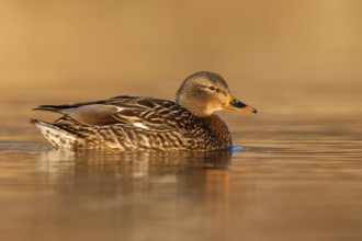 Mallard (Anas platyrhynchos) female, British Columbia, Canada
