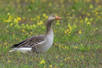 Greylag Goose (Anser anser)