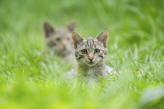 European wildcat (Felis silvestris silvestris) on a meadow, Hesse, Germany