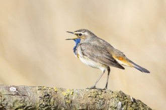 Bluethroat (Luscinia svecica cyanecula) ml Germany