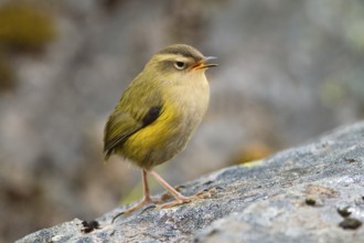 New Zealand Rockwren (Xenicus gilviventris) juvenile, South Island, New Zealand