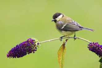 Great Tit (Parus major) juvenile, Berlin, Germany
