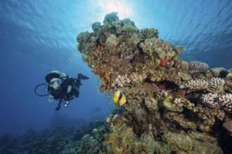Diver looking at school of jewelled bannerfish (Pseudanthias squamipinnis) Jewelled bannerfish