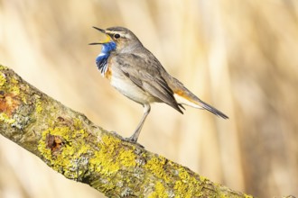 Bluethroat (Luscinia svecica cyanecula) ml Germany
