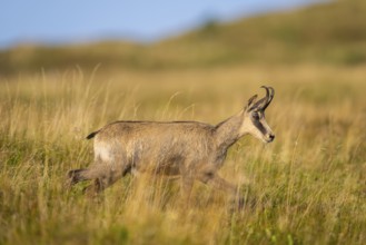 Chamois (Rupicapra rupicapra) on a meadow in the Vosges Mountains, wildlife, France