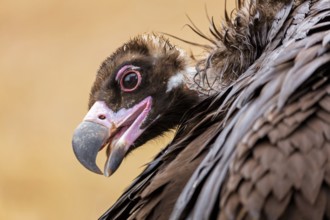 Mönchsgeier, Monk Vulture, Black Vulture, Cinereous Vulture, Aegypius monachus, Vautour moine,