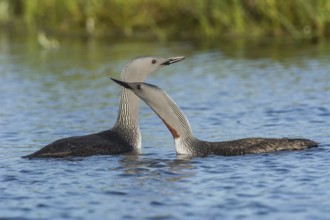 Sterntaucher (Gavia stellata) Red-throated Diver