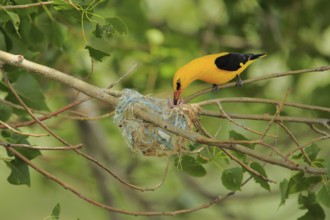 Eurasian Golden Oriole (Oriolus oriolus) male feeds chick in nest, Castile and Leon, Spain