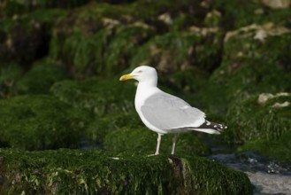 Herring Gull (Larus argentatus) standing on a rock on the coast, Normandy, France