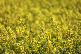 Bönen, North Rhine-Westphalia, Germany - Yellow rape field in bloom