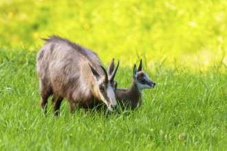 Chamois with young next to each other on a green, harmonious pasture landscape, chamois, chamois,