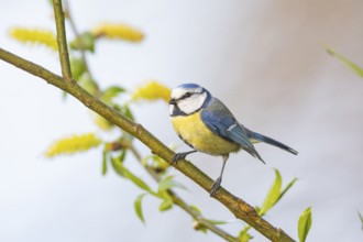 Blue tit (Parus caeruleus) Germany