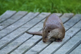 European otter (Lutra lutra), with wet fur sniffing at a wooden plank, Germany