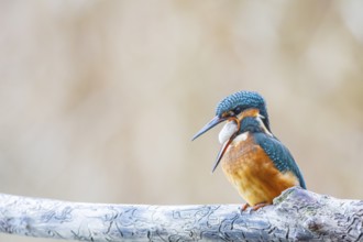 Kingfisher (Alcedo atthis) Germany