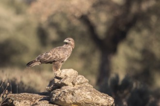Common buzzard (Buteo buteo), Extremadura, Castilla La Mancha, Spain
