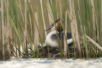 On the nest... Great Crested Grebe (Podiceps Scalloped ribbonfish) breeds between reeds in natural