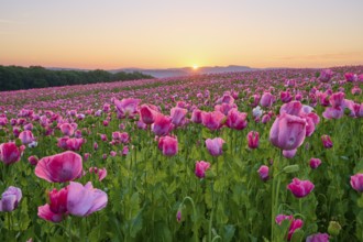 Opium poppy (Papaver somniferum), in the light of sunrise, summer, Germerode, Geo nature park Park