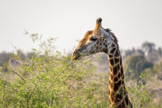 Cape giraffe (Giraffa giraffa giraffa) eating young leaves of an acacia tree, animal portrait,