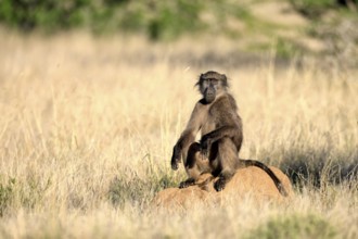 Bear baboon, Tschakma baboon (Papio ursinus), adult, sitting on termite mound, alert, Kruger,