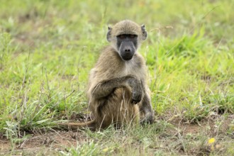 Bear baboon, Chakma baboon (Papio ursinus), adult, on ground, sitting, alert, Kruger, Kruger