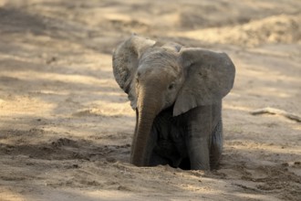 African elephant (Loxodonta africana), young animal, digging, drinking, searching for water, dried